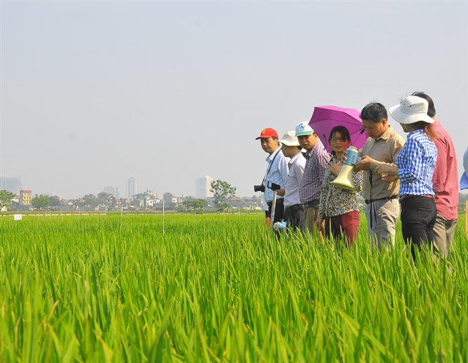 Diện tích lúa chất lượng ở Hà Nội ngày càng được mở rộng